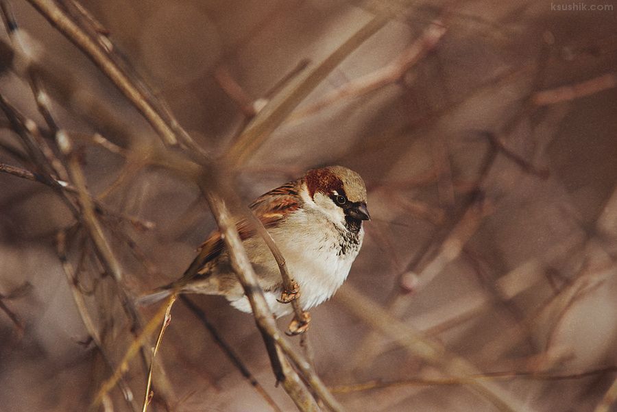 Birds