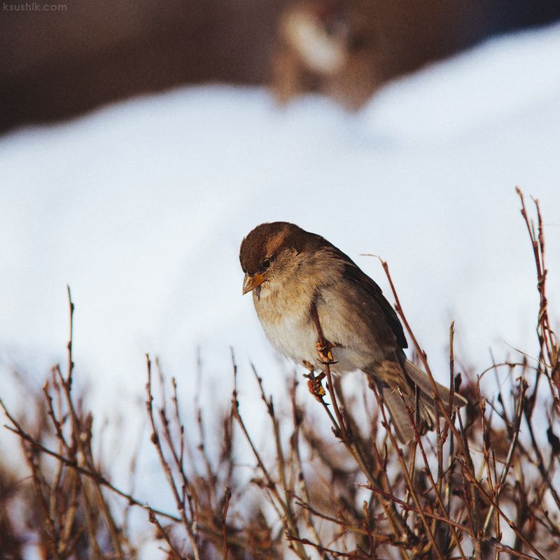 Birds