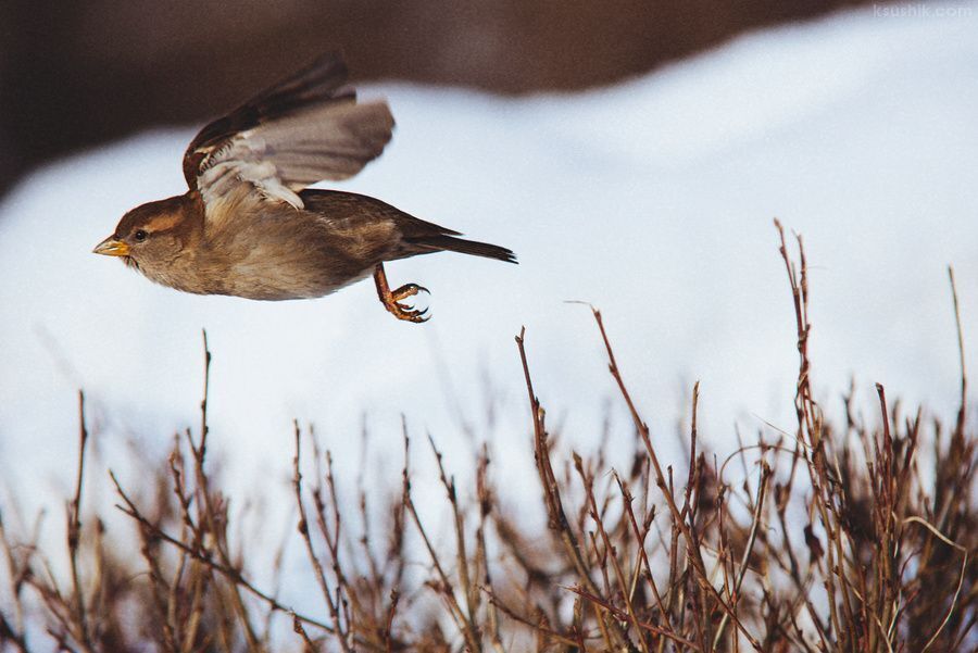 Birds