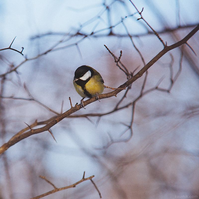Birds