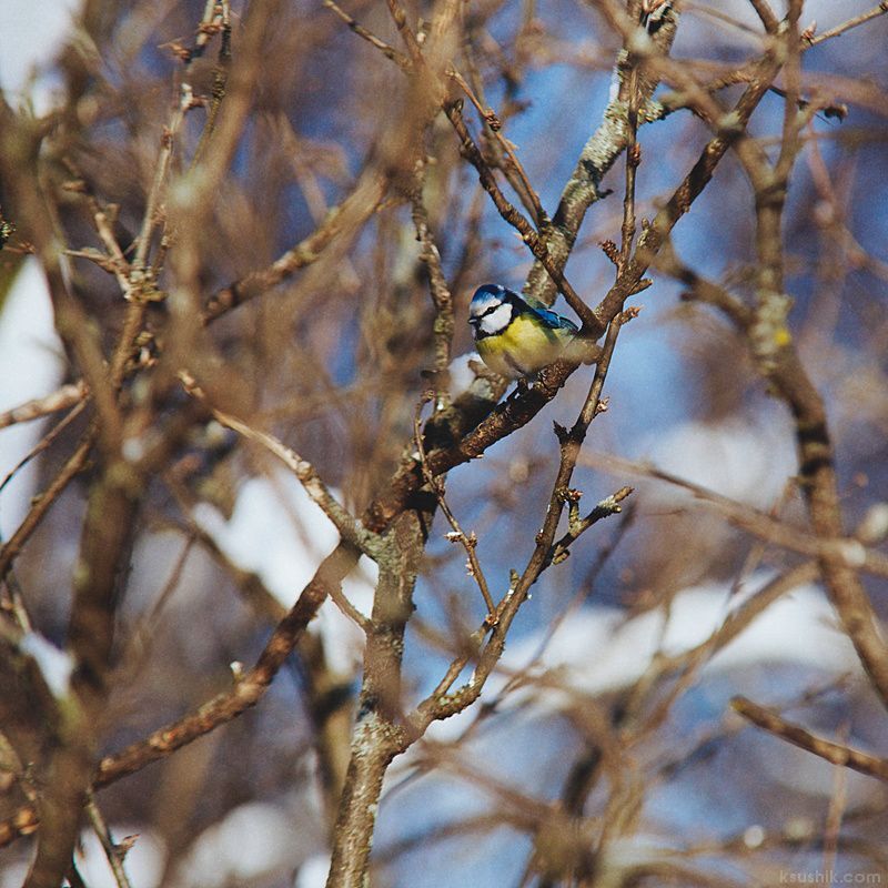 Birds