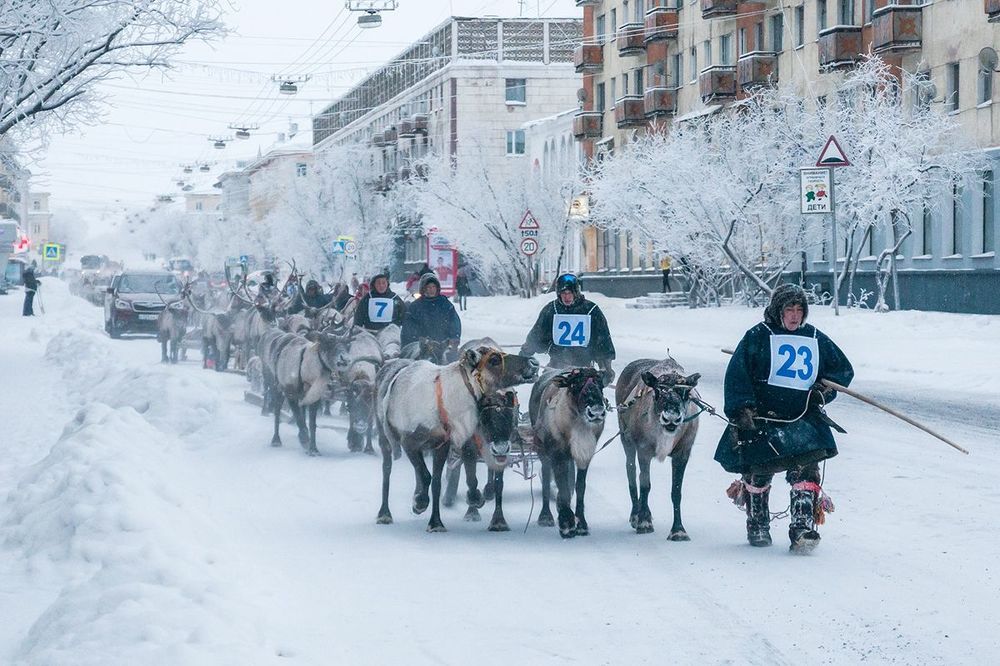 Гонки на оленях 