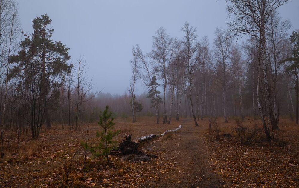 Продрогший лес