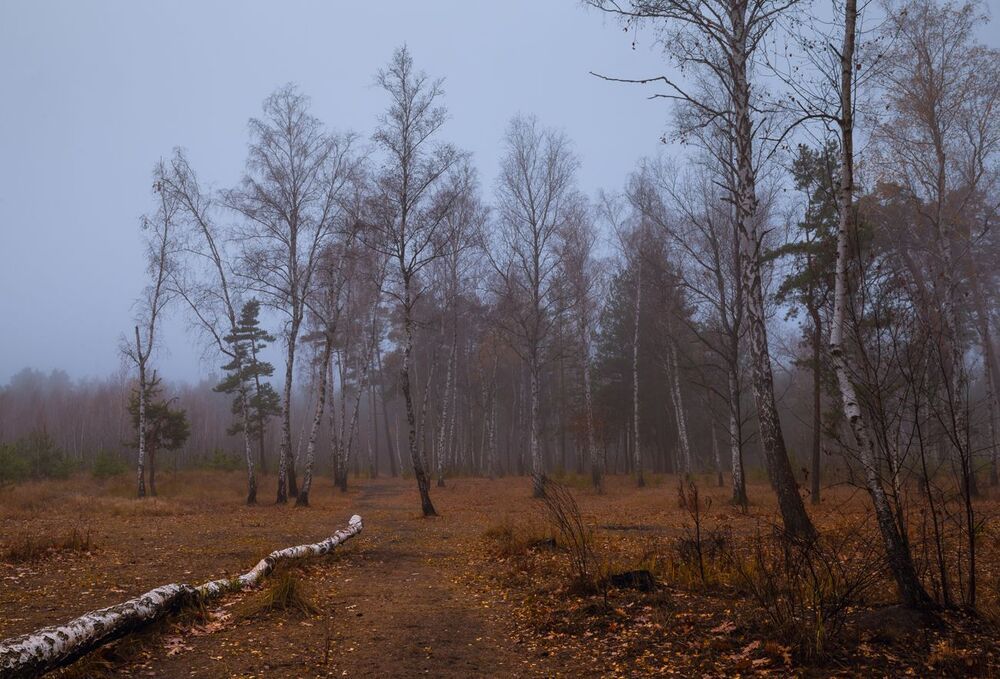 Продрогший лес