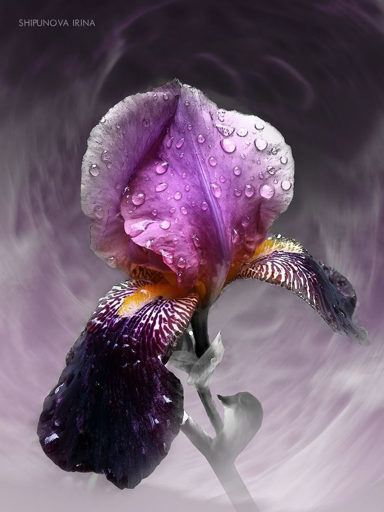 Ирис. Коллаж