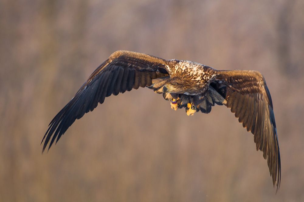 Eagle