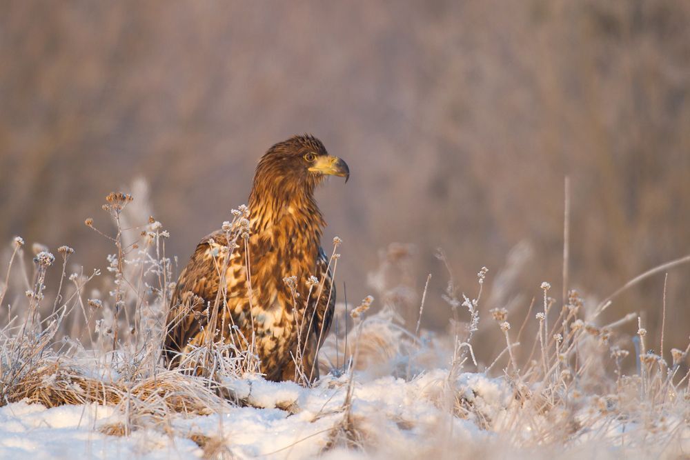 Eagle