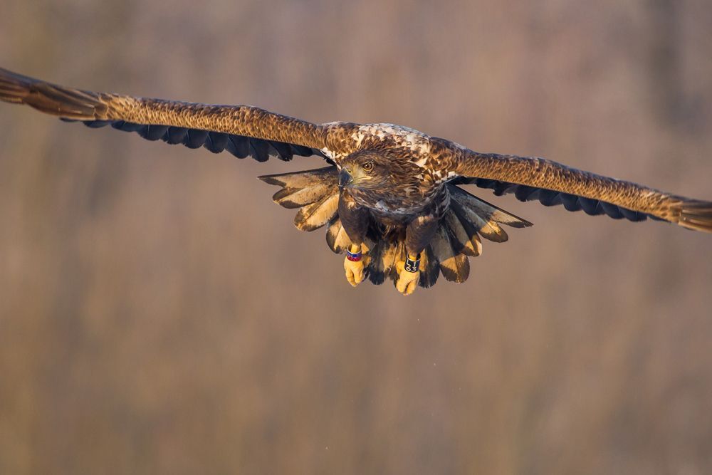 Eagle