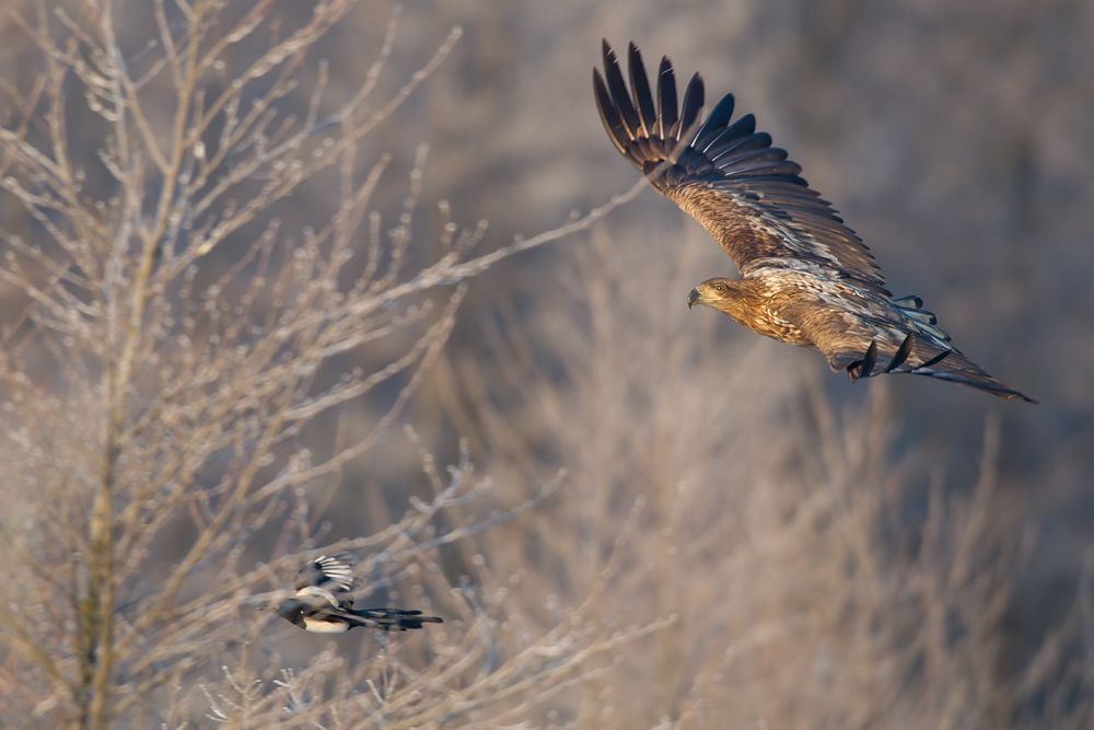Eagle