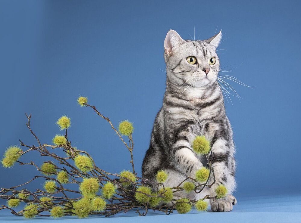 Маркиз. Американский короткошерстный кот - American shorthair cat