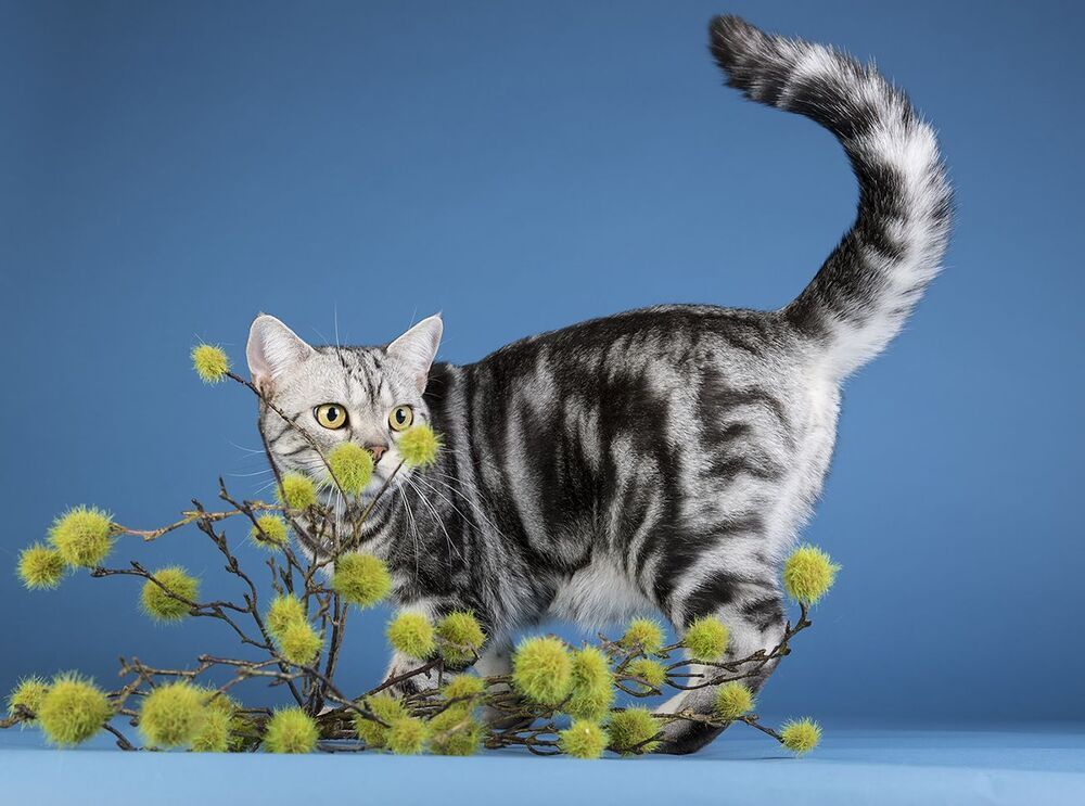 Маркиз. Американский короткошерстный кот - American shorthair cat