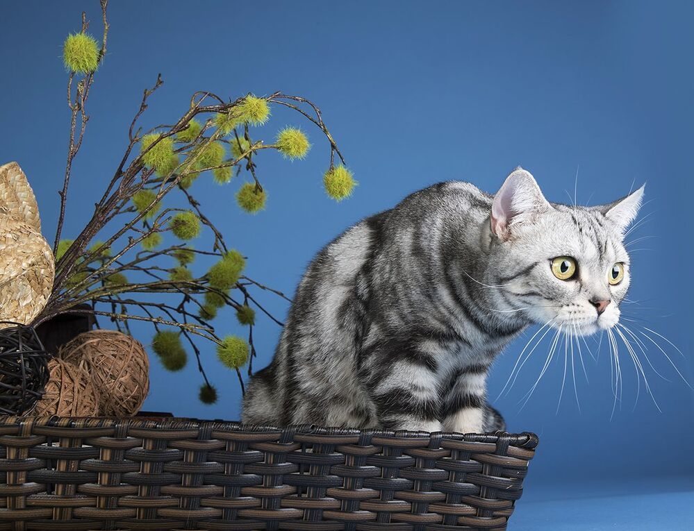 Маркиз. Американский короткошерстный кот - American shorthair cat