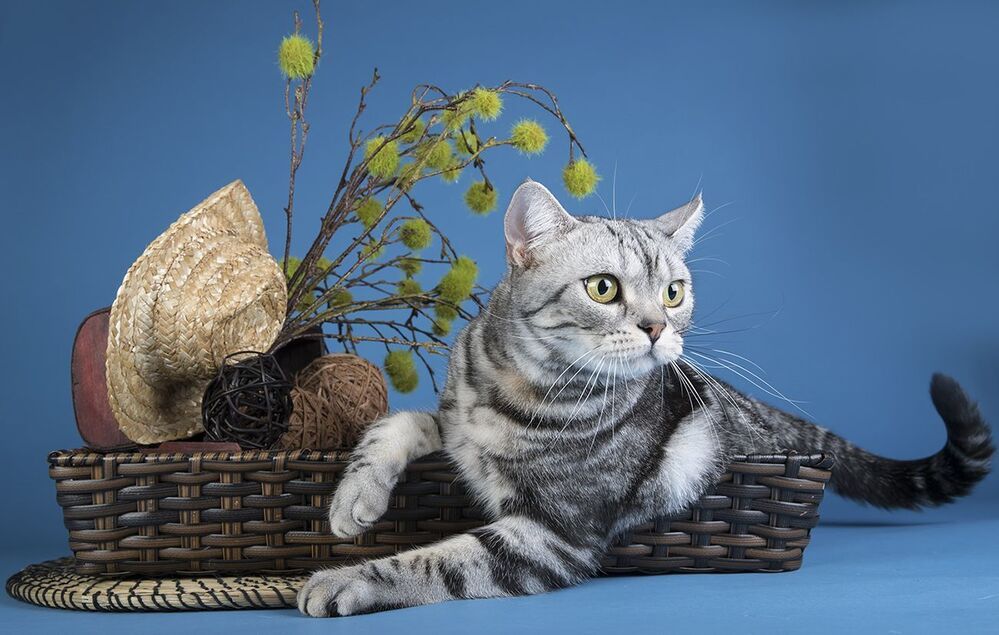 Маркиз. Американский короткошерстный кот - American shorthair cat