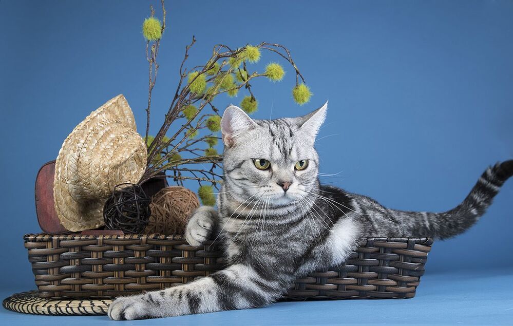 Маркиз. Американский короткошерстный кот - American shorthair cat
