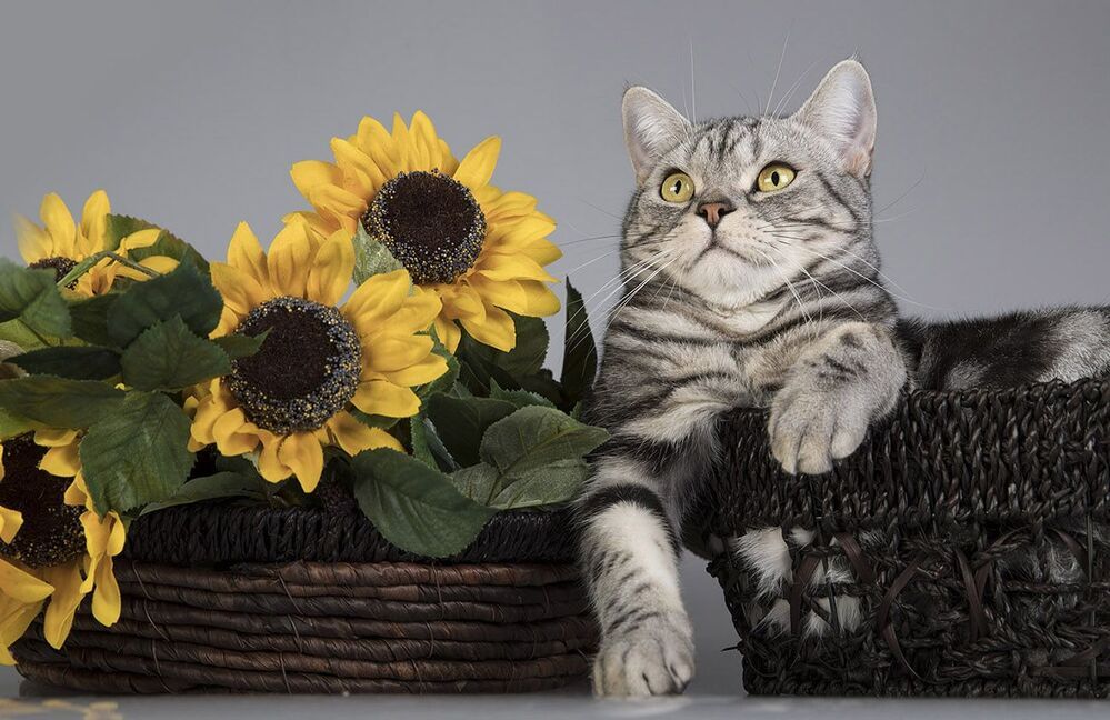 Маркиз. Американский короткошерстный кот - American shorthair cat