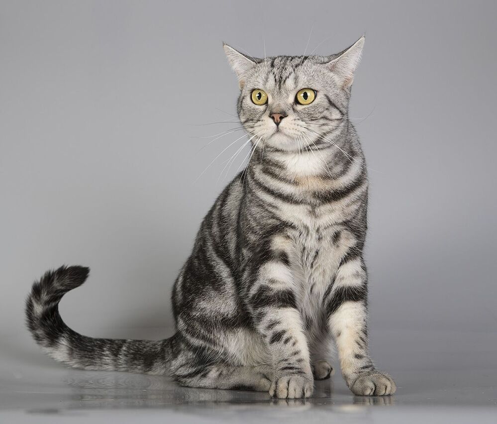 Маркиз. Американский короткошерстный кот - American shorthair cat