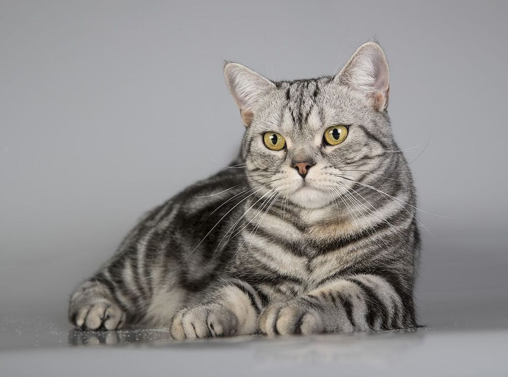 Маркиз. Американский короткошерстный кот - American shorthair cat