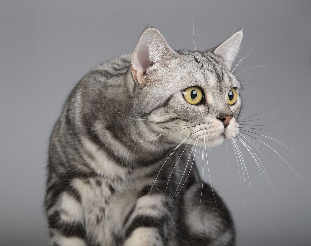 Маркиз. Американский короткошерстный кот - American shorthair cat