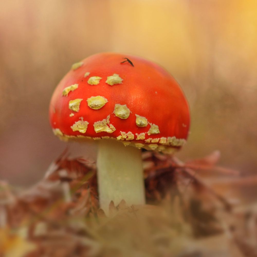 Мухоморы