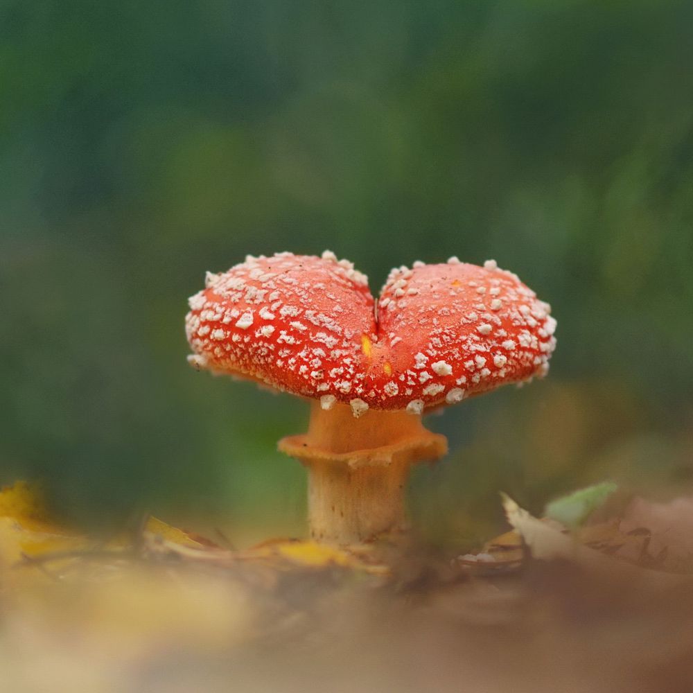 Мухоморы