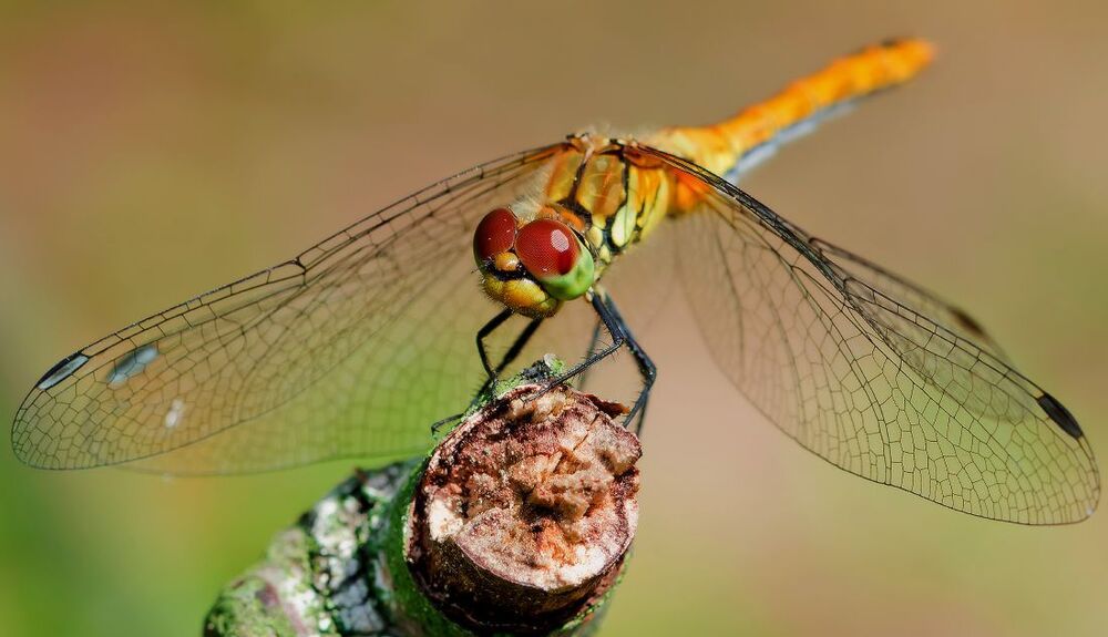 Dragonfly