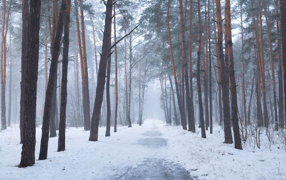 Белёсые туманы января