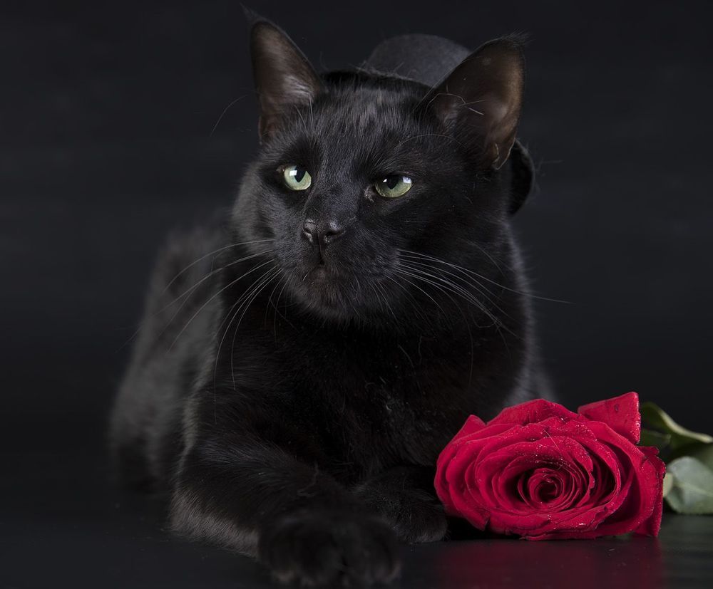 Кузя -  Black Cat