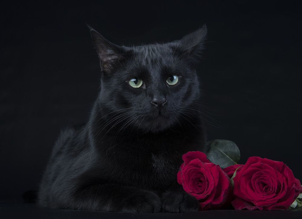 Кузя -  Black Cat