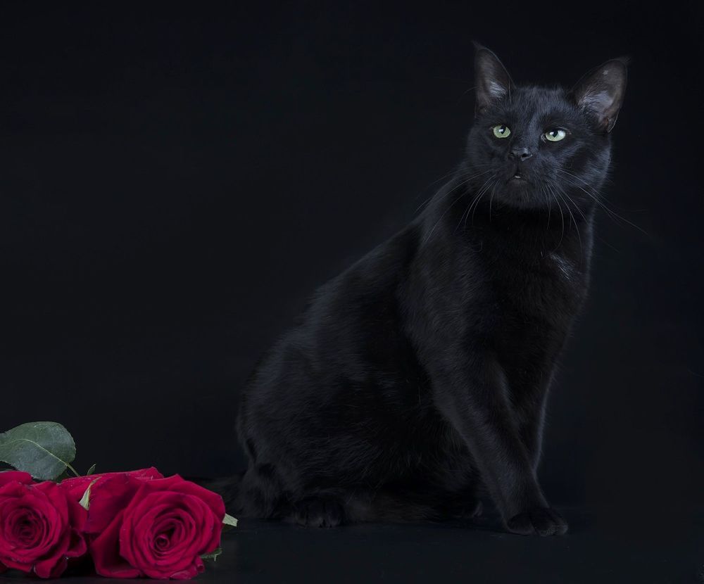 Кузя -  Black Cat