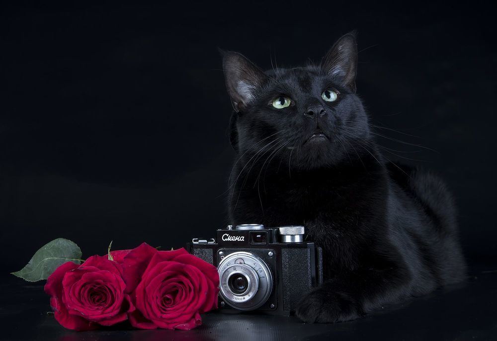 Кузя -  Black Cat