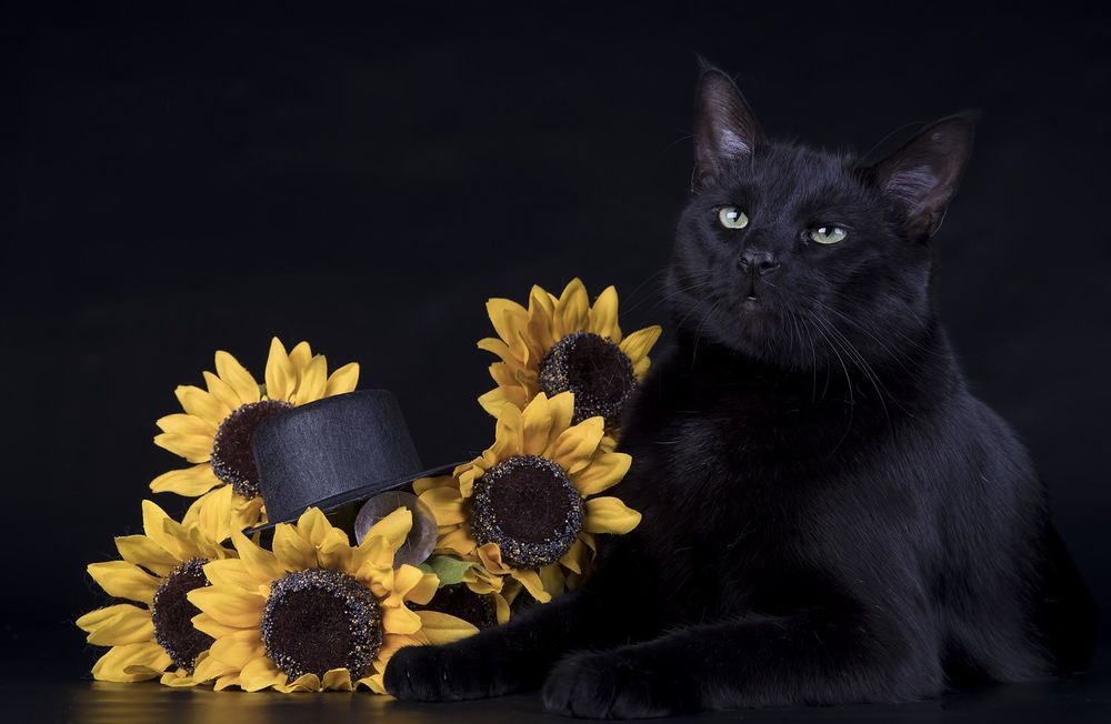 Кузя -  Black Cat