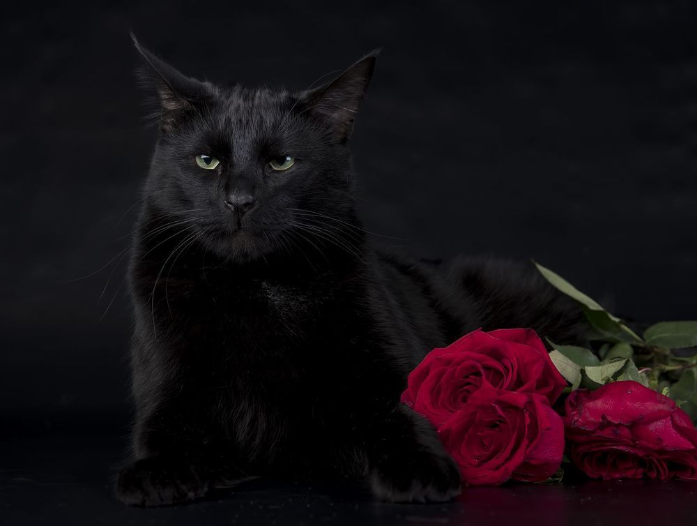 Кузя -  Black Cat