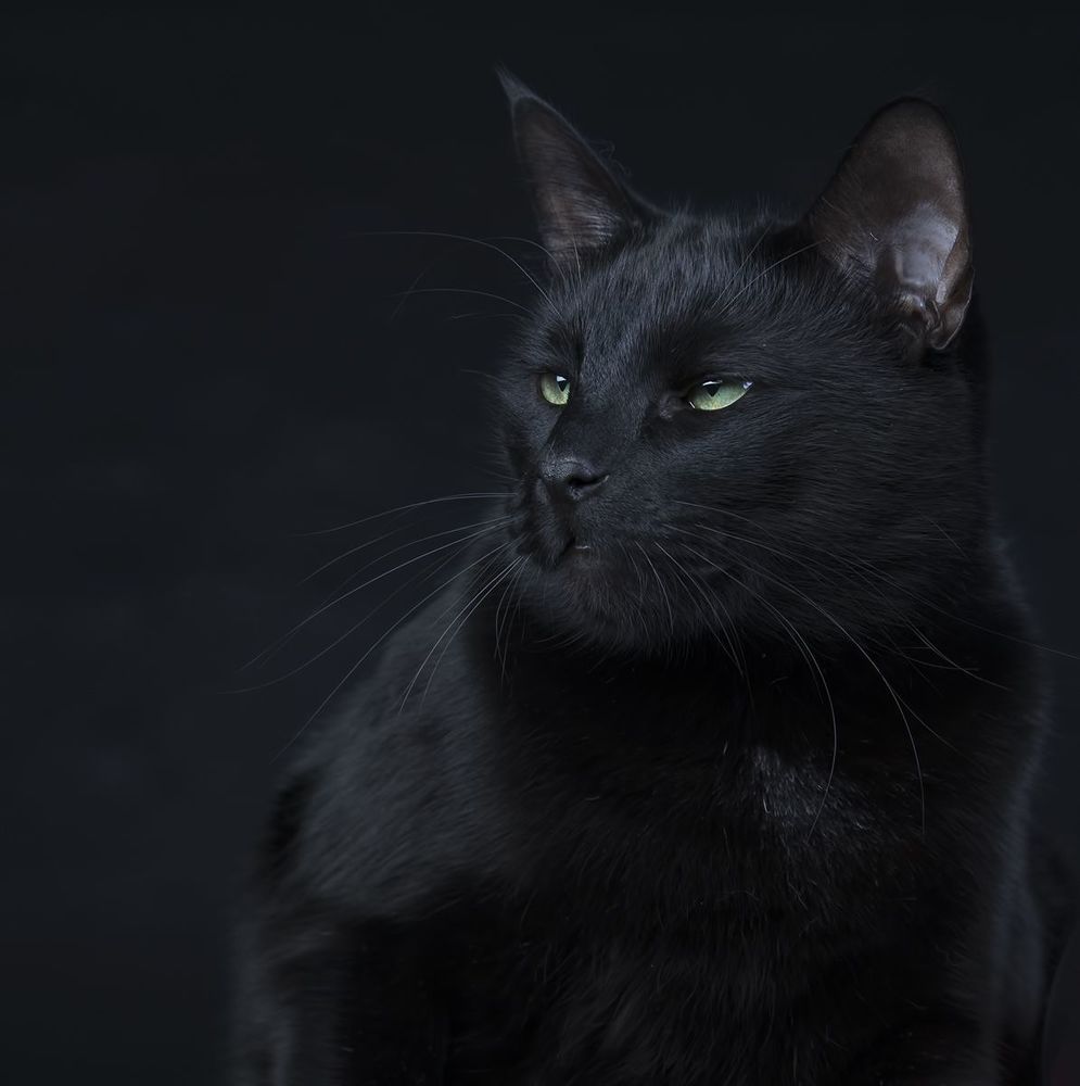 Кузя -  Black Cat