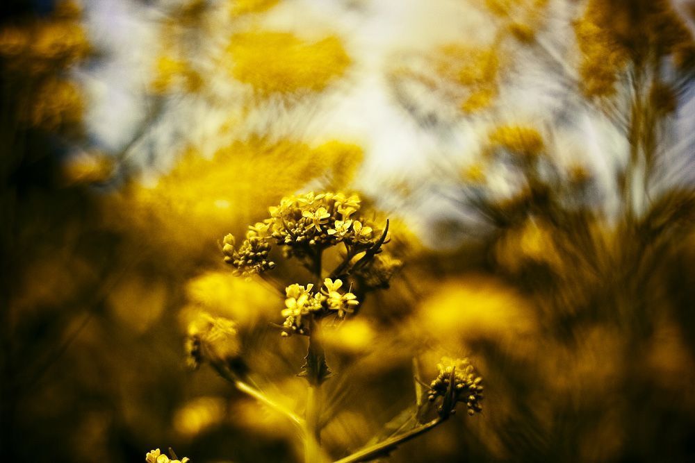 серия "цветы зла". Canon 50d обьектив 50 мм 1,4