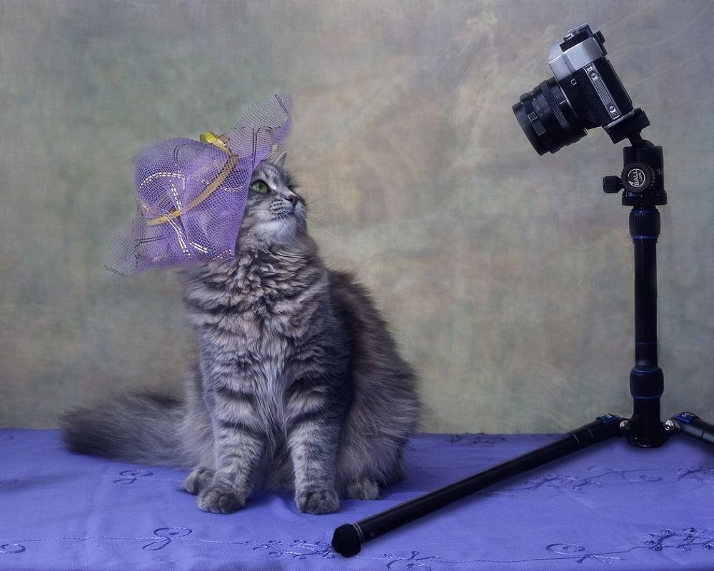 - Ты сними, сними меня, фотограф!