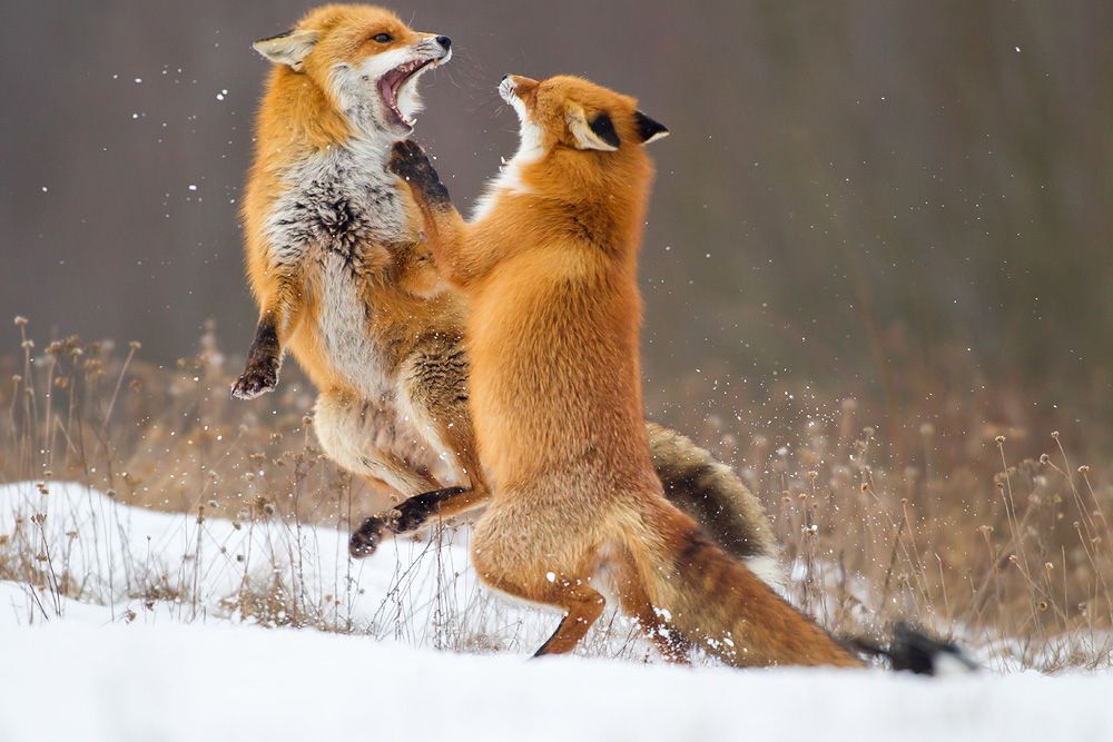 Fox dance