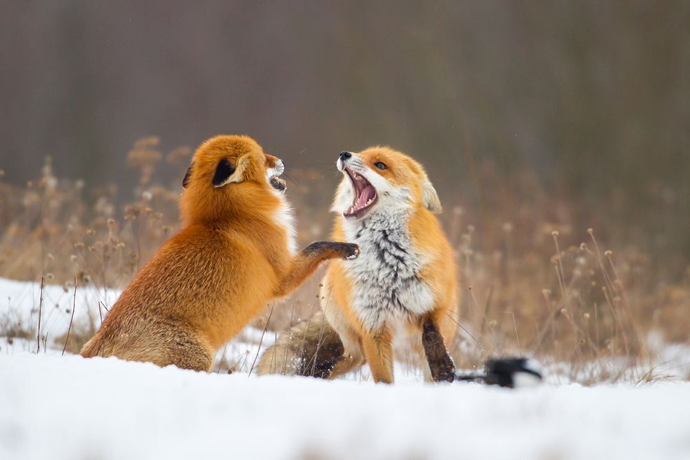 Fox dance