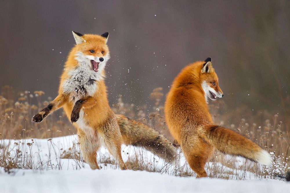 Fox dance