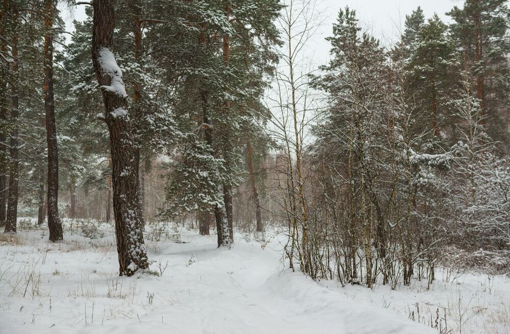 В снежную пору