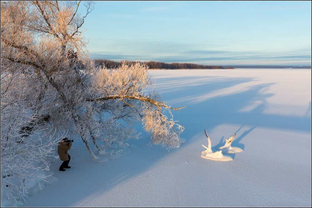 Про замерзших лебедей