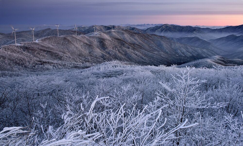 Snow-flowering Morning