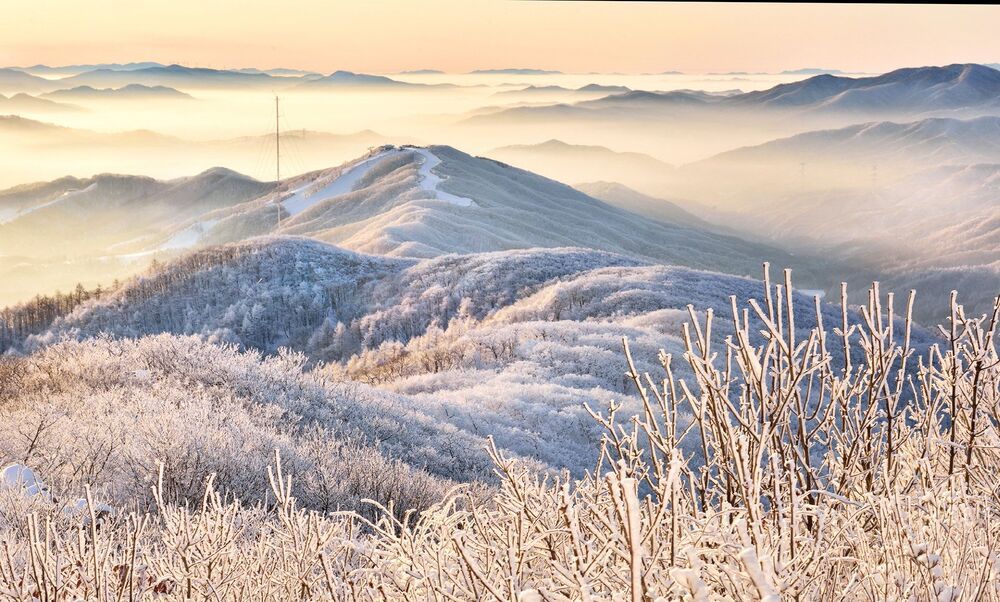 Snow-flowering Morning