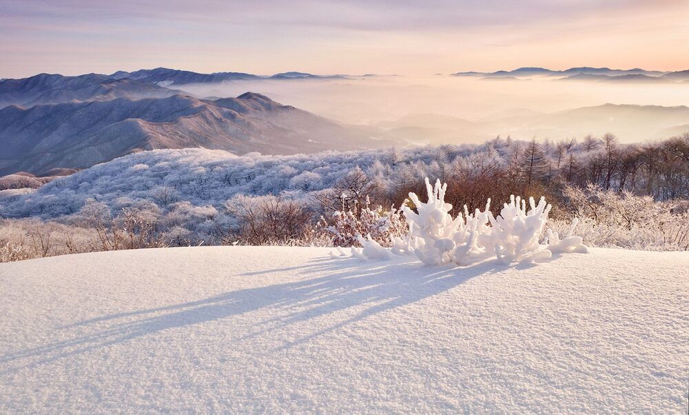 Snow-flowering Morning