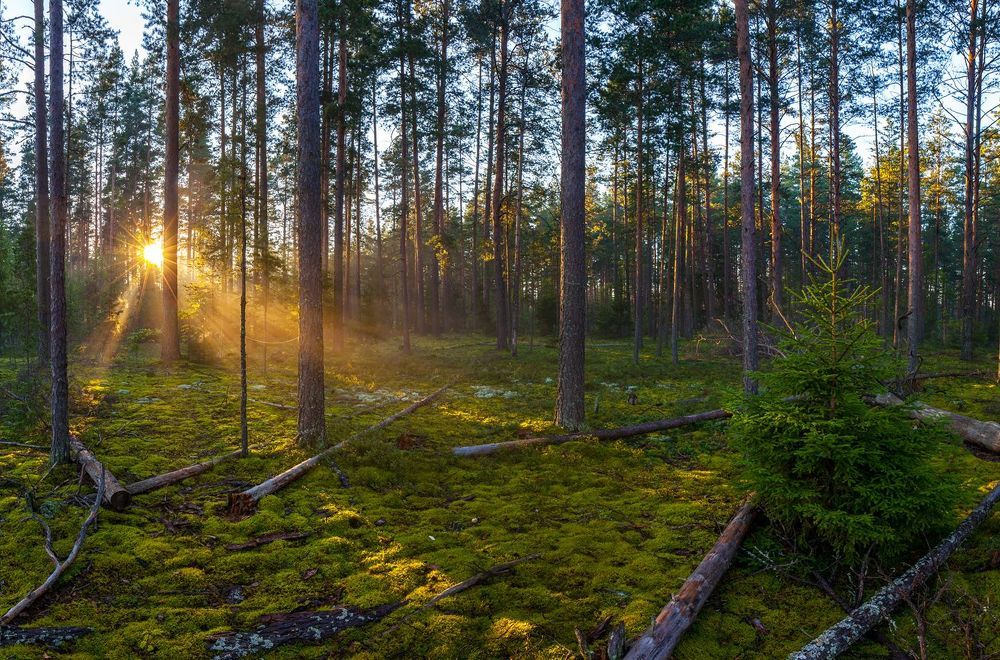 Утро в туманном лесу