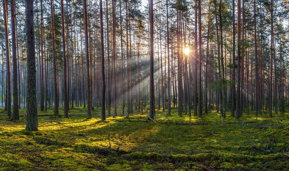 Утро в туманном лесу