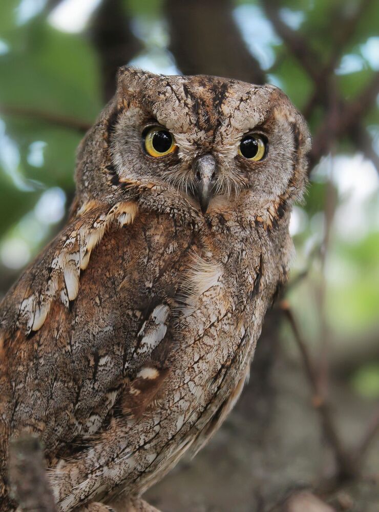 Сплю́шка, или обыкнове́нная со́вка. (лат. Otus scops)