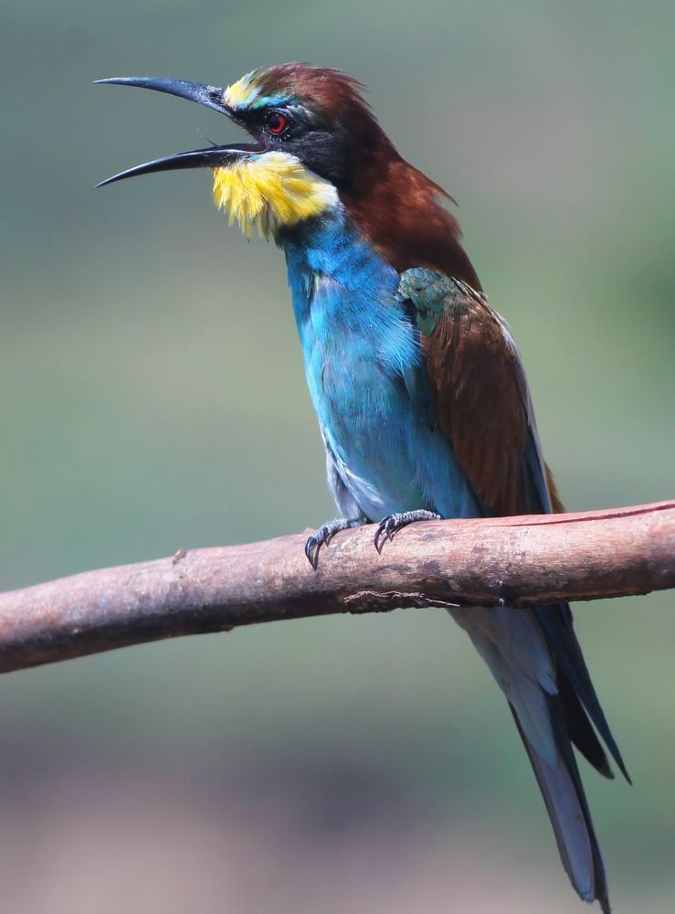 Золотистая щурка.(лат. Merops apiaster).