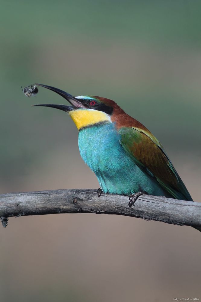 Золотистая щурка.(лат. Merops apiaster).