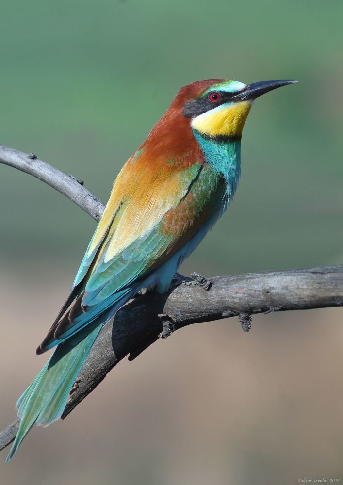 Золотистая щурка.(лат. Merops apiaster).