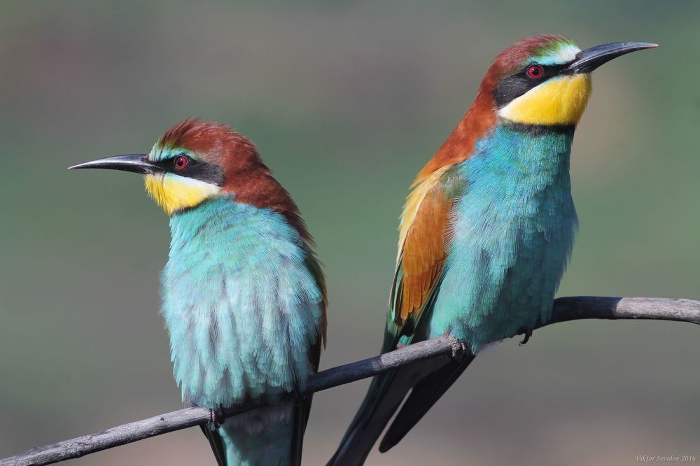 Золотистая щурка.(лат. Merops apiaster).